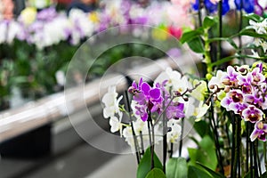 Orchid in pot in flower shop. Concept of flowers market