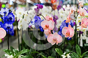 Orchid in pot in flower shop. Concept of flowers market