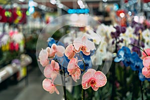 Orchid in pot in flower shop. Concept of flowers market