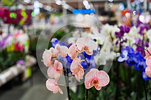 Orchid in pot in flower shop. Concept of flowers market