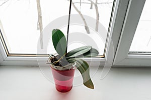 orchid in a pot on a windowsill.