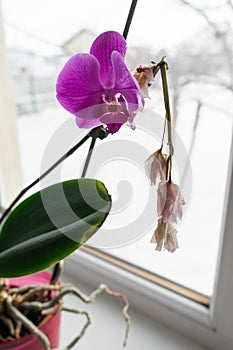 Orchid in a pot on a windowsill.