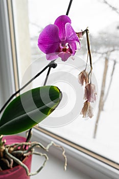 orchid in a pot on a windowsill.