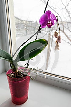 Orchid in a pot on a windowsill.