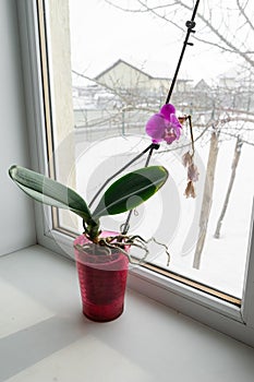 Orchid in a pot on a windowsill.