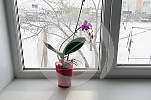 Orchid in a pot on a windowsill.