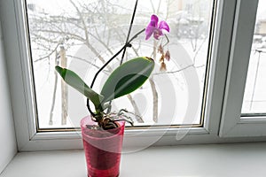 Orchid in a pot on a windowsill.