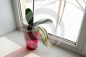 Orchid in a pot on a windowsill.