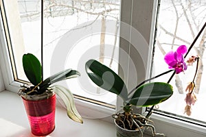 Orchid in a pot on a windowsill.