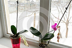 Orchid in a pot on a windowsill.