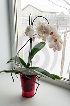 Orchid in a pot on a windowsill.