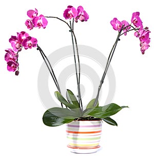 Orchid potted flowers