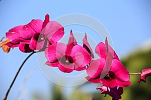 Orchid