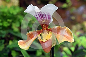 Orchid predator