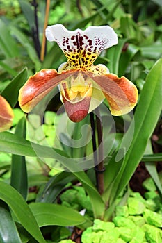 Orchid predator