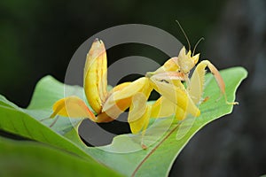 Orchid Preying Mantis in Thailand.