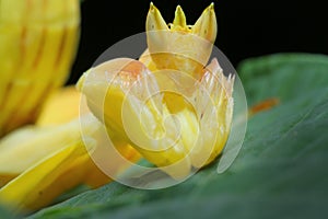 Orchid Preying Mantis in Thailand.