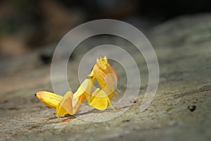 Orchid Preying Mantis in Thailand.