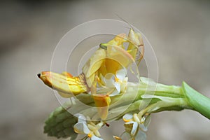 Orchid Preying Mantis in Thailand.