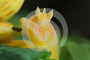 Orchid Preying Mantis in Thailand.