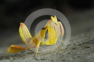 Orchid Preying Mantis in Thailand.