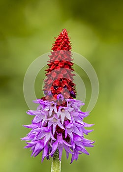 Orchid Primrose / primilla viallii