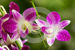 Orchid Purple