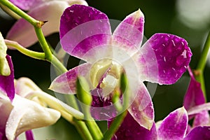 Orchid Purple