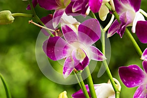 Orchid Purple