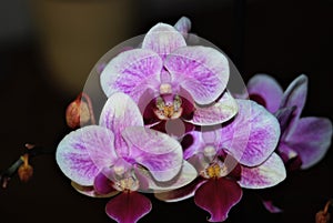 Orchid purple