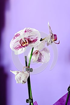 Orchid