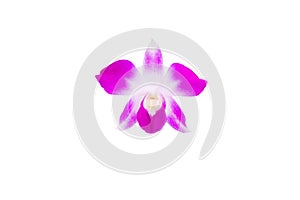 Orchid purple flower delicate beautiful isolated on white background and clipping path