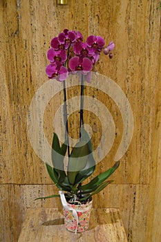 Orchid purple flower plant pot