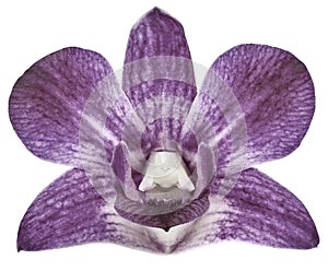 Orchid purple flower, white isolated background with clipping path. Closeup. no shadows. for design.