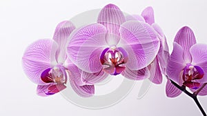 orchid purple flowers white background