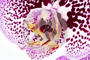 Orchid Purple Macro