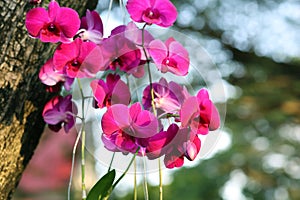 orchid, purple orchid, orchid flower in nature garden