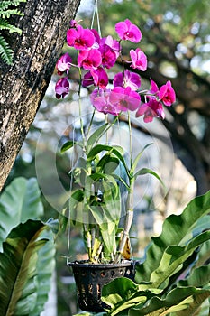 orchid, purple orchid, orchid flower in nature garden
