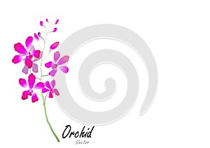 Orchid,purple orchid on white background,vector illustration