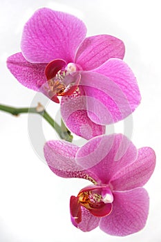 Orchid purple phalaenopsis