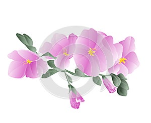 Orchid purple stem with flowers and buds watercoloron on a white background vintage vector illustrati photo