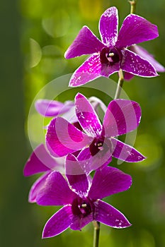 Orchid (Purple Violet)