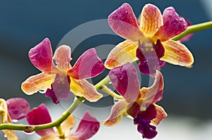 Orchid (Purple yellow)