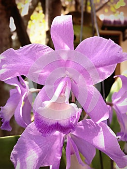 This is an orchid that is quite popular with Indonesians photo