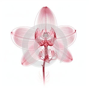 Orchid X-ray: Stunning 3d Illustration On White Background