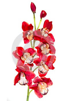 Orchid red artificial flower