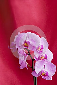 Orchid on red background