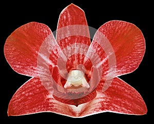 Orchid red flower, black isolated background with clipping path. Closeup. no shadows. for design.