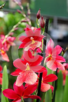 Orchid with red flowers - favourite ornamental plant photo