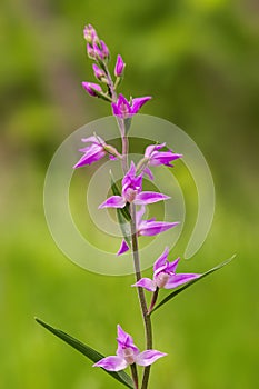 Orchid Red helleborine (Cephalanthera rubra) on green background.